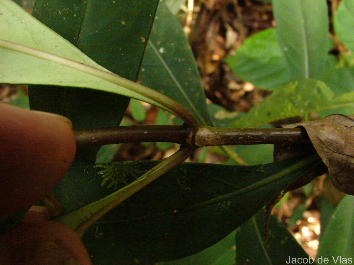 Ophiorrhiza pectinata Arn.